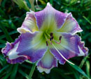 Spacecoast Butterfly Kisses Daylily